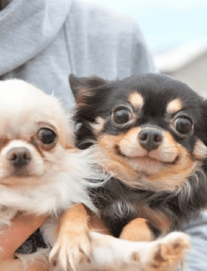 犬の写真