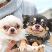 犬の写真